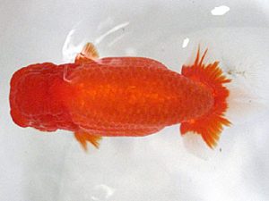 愛媛らん友会　取締二　難波康宏（岡山）