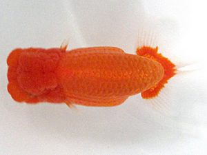 愛媛らん友会　東大関　川本智祥（松山）