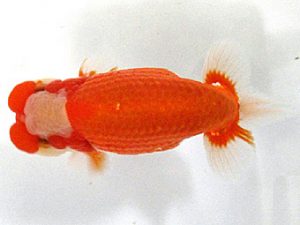 愛媛らん友会　西大関　村上昌弘（今治）