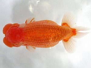 愛媛らん友会　立行司　安田裕喜（松山）