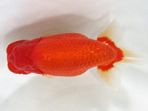 愛媛らん友会　取締一　竹内誠司（松山）