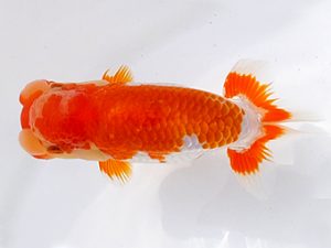 両毛愛魚会　東大関　北島欣一