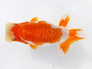 両毛愛魚会 勧進元一　中村正志