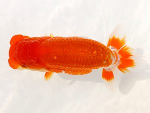 両毛愛魚会 勧進元二　中村正志