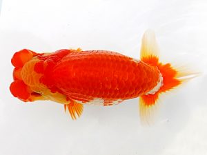 両毛愛魚会 行司一　荻谷達夫