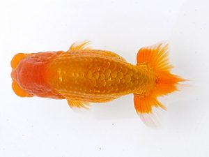 両毛愛魚会 行司三　酒巻　豊