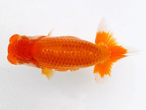 両毛愛魚会 脇行司一　塩原竹史