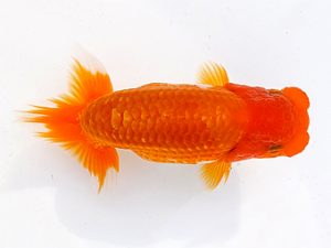 両毛愛魚会 脇行司二　木村　等