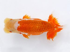 両毛愛魚会　西大関　中村正志