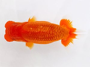 両毛愛魚会　取締一　北島欣一