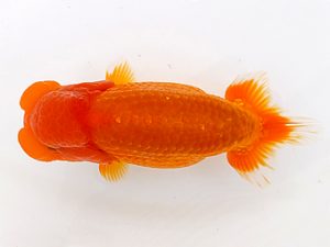 両毛愛魚会　取締二　野口正樹