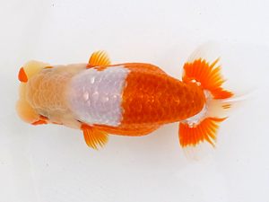 両毛愛魚会 東関脇　中村正志