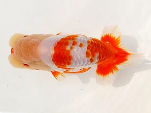 両毛愛魚会 西関脇　北島欣一