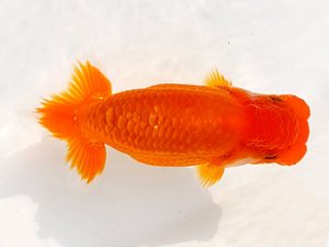 両毛愛魚会 東小結　塩原竹史