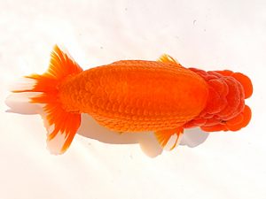 両毛愛魚会　東大関　佐俣　幸