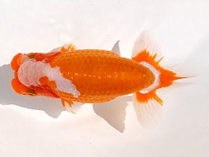 両毛愛魚会　西大関　中村正志