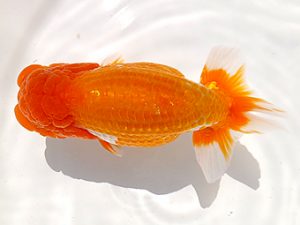 両毛愛魚会　立行司　平井恵次