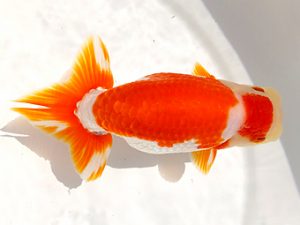 両毛愛魚会　取締一　小倉久典