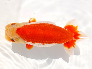 両毛愛魚会　取締二　北島欣一