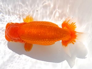 両毛愛魚会　東大関　高柳仲夫