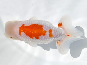 両毛愛魚会　西大関　平井恵次