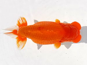 両毛愛魚会　立行司　酒巻　豊