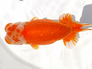 両毛愛魚会　取締一　塩原竹史