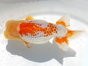 両毛愛魚会　取締二　塩原竹史