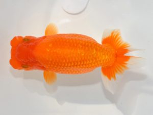 埼玉らんちう会　研究会　東大関　鈴木一男