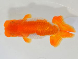 埼玉らんちう会 研究会 勧進元一　小沢　功