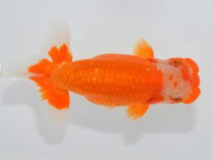 観魚会　研究会　勧進元二　山中静郎