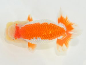 埼玉らんちう会　東大関　古川延宏　栃木県