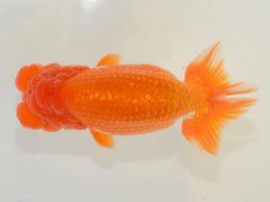 埼玉らんちう会 勧進元一　水澤文彦　さいたま市