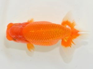 埼玉らんちう会 勧進元二　直井重男　ふじみ野市