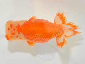 埼玉らんちう会 行司一　松田栄太郎　東松山市