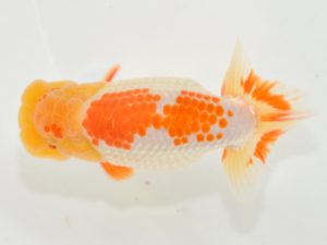 埼玉らんちう会 行司二　松田栄太郎　東松山市