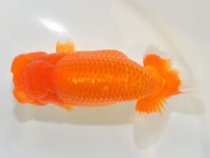 埼玉らんちう会 脇行司一　菅間京一　川越市