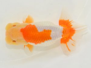 埼玉らんちう会 脇行司二　田巻洋一郎　さいたま市