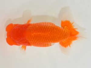 埼玉らんちう会　西大関　松田栄太郎　東松山市