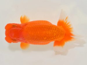 埼玉らんちう会　立行司　鈴木一男　さいたま市　