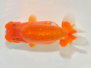 埼玉らんちう会　取締一　田巻洋一郎　さいたま市