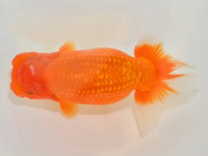 埼玉らんちう会　取締二　鈴木一男　さいたま市