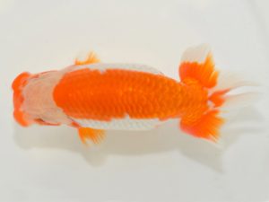 埼玉らんちう会 東関脇　山中静郎　久喜市