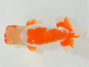 埼玉らんちう会 西関脇　山中静郎　久喜市