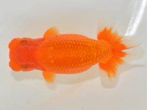 埼玉らんちう会 東小結　鈴木一男　さいたま市