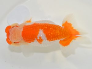 埼玉らんちう会 西小結　菅間京一　川越市