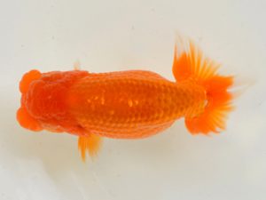 埼玉らんちう会 勧進元一　水澤文彦　さいたま市