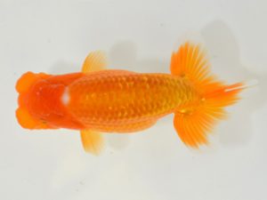 埼玉らんちう会 勧進元二　高梨　馨　川越市