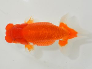 埼玉らんちう会 行司一　小沢　功　古河市