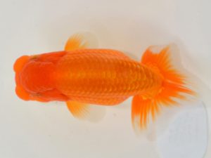 埼玉らんちう会 行司二　馬場明栄　伊奈町